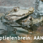 Reptielenbrein AAN